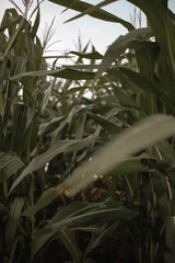 Naklejka premium corn field