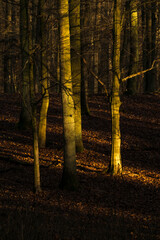 autumn sunny forest with trees and bloated leaves