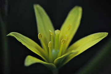 yellow star shaped flower close up 