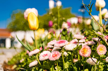 Beautiful flowers on a sunny day in spring at Therme Bad Griesbach, Bavaria, Germany