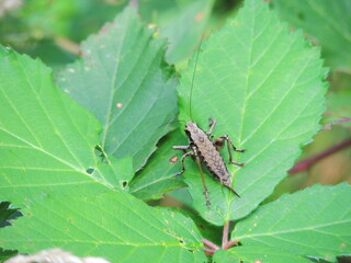 Grasshopper