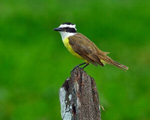 A Great Kiskadee perches on a fence post - Brazil 