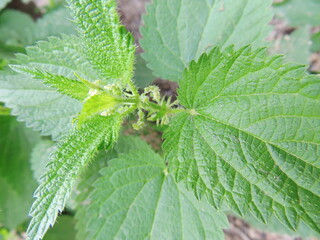 nettle 