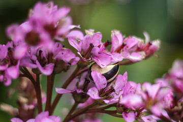 bee on pink flower