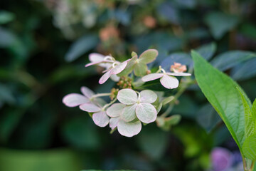 アジサイの仲間であるノリウツギ。アジサイより少し遅く７月ごろ開花し、花の少ない夏にありがたい花。
淡いライムグリーンが魅力的。花言葉は「臨機応変」