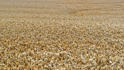 Champ de blé en Italie