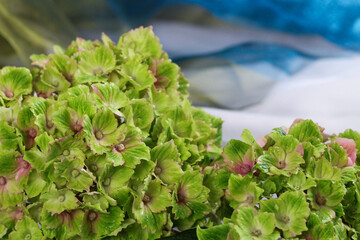 Beautiful macrophile hydrangea Amethyst