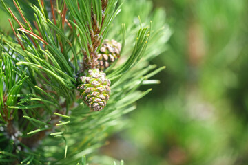 Spruce green young cones on spruce green branches on a sunny day. Free space for text