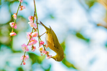 梅の枝に止まって蜜を吸う美しいウグイス色のメジロ