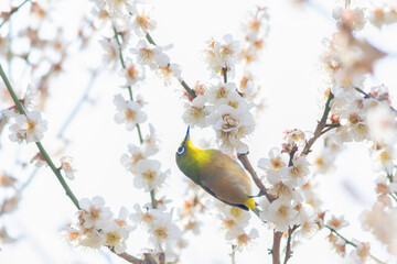 梅の枝に止まった美しいウグイス色のメジロ