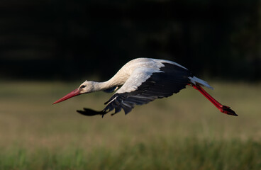 White stork Ciconia ciconia flying low over wetland pastures in Spring