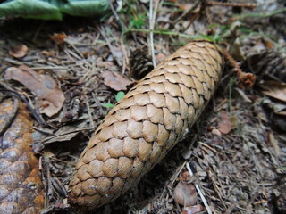 cone