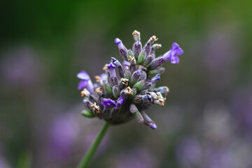 Obraz premium Lavender