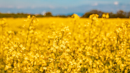 Obraz premium Details of beautiful rapeseed flowers on a sunny day in spring near Wallerdorf, Bavaria, Germany