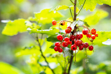 Natural red currants on a branch in the garden