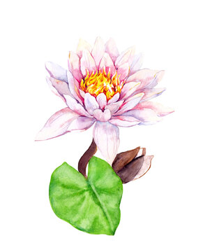 Water lily flower. Watercolor hand painted illustration