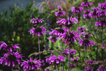 Obraz premium field of flowers