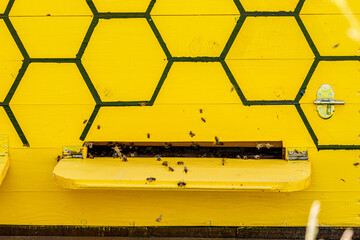 A swarm of honey bees at the bee house