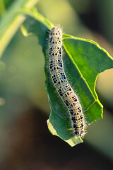 The caterpillar of the cabbage butterfly larvae eat the leaves of the white cabbage. Pests in garden plots. Close up.