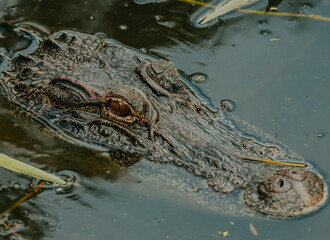 An alligator in the everglades.