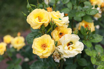 Beautiful small rose flowers blooming on a warm summer day.