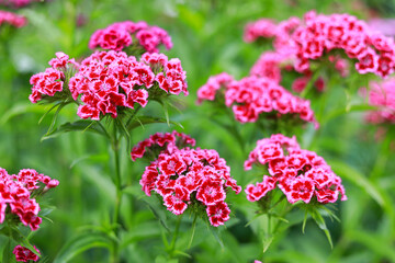 Lovely purple garden flowers blooming.