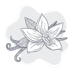Vanilla Spicy Sticks and Flower Vintage Illustration. Line art Vanilla plant isolated vector sketch for logo, menu, emblem, recipe, tattoo, print, spa, perfume, beauty care products