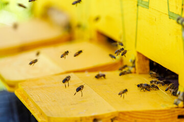 A swarm of honey bees at the bee house