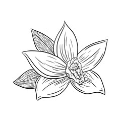 Vanilla Flower Engraving Style Illustration Line Art. Hand drawn Vanilla blossom vector sketch for logo, menu, emblem, tattoo, print, spa, perfume, beauty care products