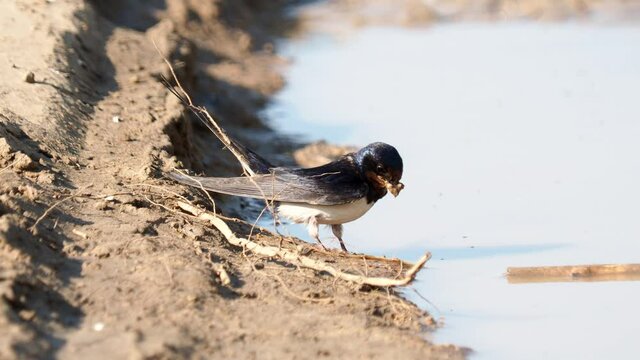 Barn Swallow collecting clay and mud for nest, Hirundo rustica