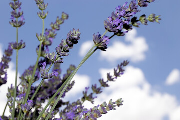 Lavender flowers against the sky, close-up