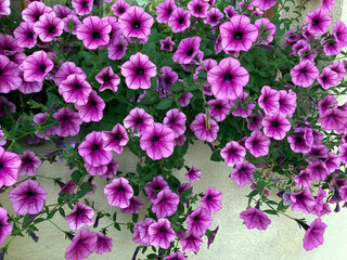 Decorative pink flowers for the terrace!