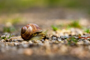 A snail in the wildlife