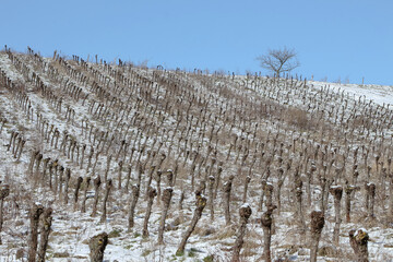Landschaft mit Weinbergen im Schnee