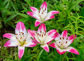 Fototapeta na wymiar Asian Lily Lollypop. These are beautiful flowers of two-tone color: the middle is snow-white with small brownish inclusions, and the tips of the petals are crimson-pink. The size of the petals is 9 c