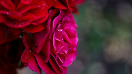 red and yellow flower