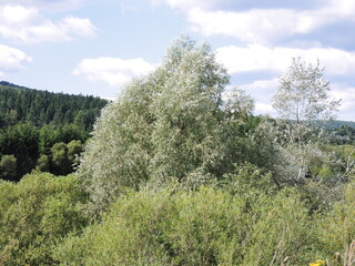 trees in the mountains