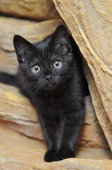 Top view of black kitten sitting on sofa and looking at camera