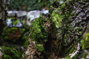 moss on tree