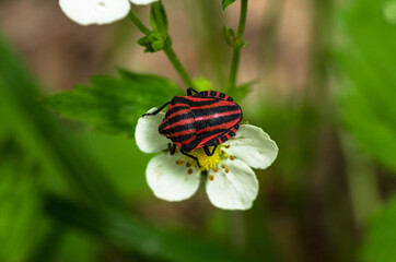 Colorful bug in the wild strawberry flower, Wilderness in Niepołomice, Puszcza Niepołomicka, Poland