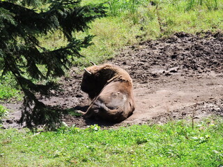 Wisent