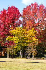 Naklejka premium 金沢の紅葉名所・アメリカ楓通り