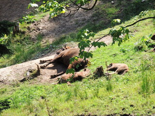 Obraz premium Wisent