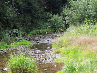 stream in the forest