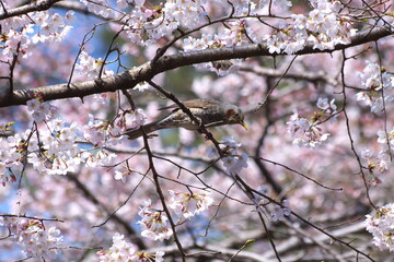 サクラと野鳥