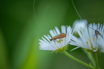 The little moth feeds on chamomile nectar. Concept: pollination, nectar, pollen