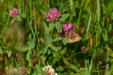 Braune Tageule (Euclidia glyphica)	
