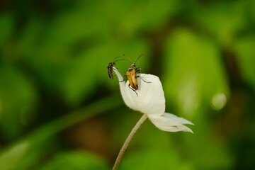 The flower in forest  Siberia, Russia.