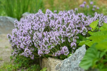 Flowering Thymus serpyllum, known by the names creeping thyme, Breckland wild thyme or elfin thyme. Spicy-aromatic herb growing in a backyard garden.
