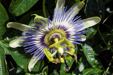 Passiflore